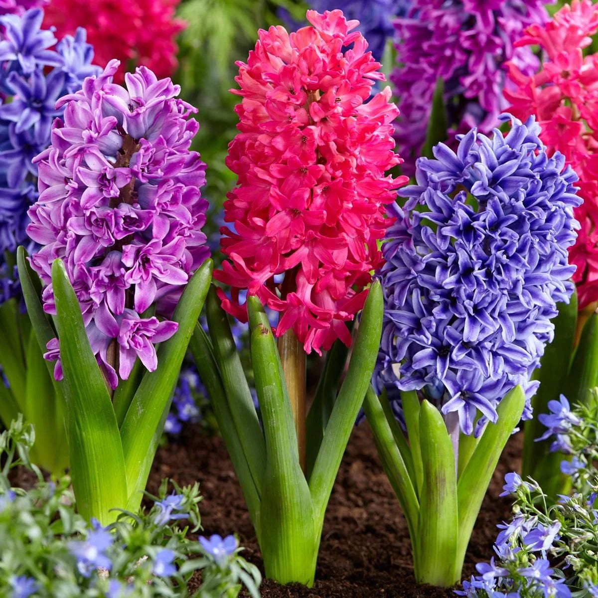 MultiColour Hyacinthus Orientalis Blumensamen zur Aussaat hochwertige Qualitäts- Traditionssorte & ohne Gentechnik Samen Hausgarten