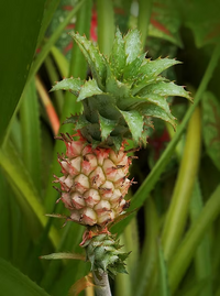 Ananas Samen Pink Pineapple