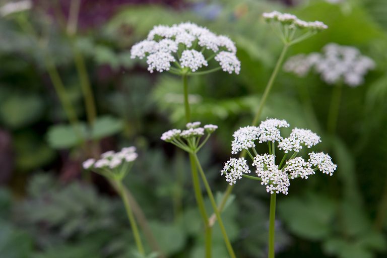 Scotch Lovage (Ligusticum scoticum) Blumensamen zur Aussaat – Wildblume Mischung – Traditionssorte & ohne Gentechnik Samen Hausgarten