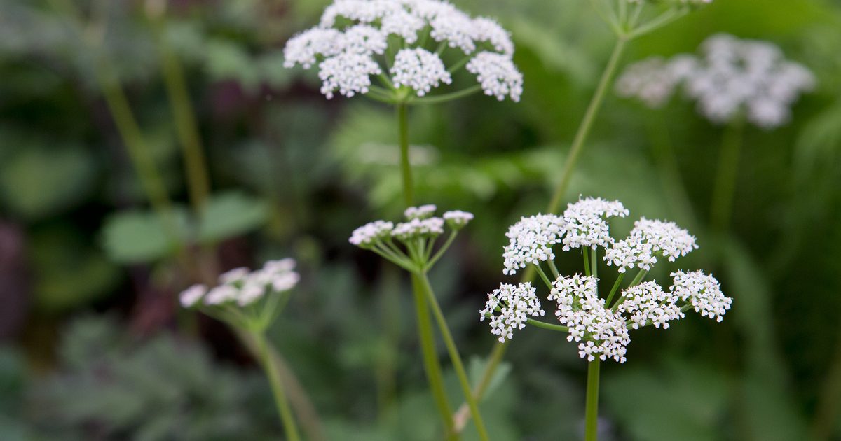 Scotch lovage (ligusticum scoticum) blume samen for anpflanzung - wildflower mix, heirloom & gmo free samen for home garten
 
 sale samen for home garten