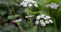 Scotch lovage (ligusticum scoticum) blume samen for anpflanzung - wildflower mix, heirloom & gmo free samen for home garten
 
 sale samen for home garten