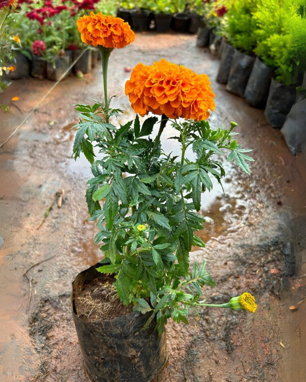 Studentenblume Blumensamen zur Aussaat – Bestäuber freundlich – Traditionssorte & ohne Gentechnik Samen Hausgarten