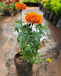 Studentenblume Blumensamen zur Aussaat – Bestäuber freundlich – Traditionssorte & ohne Gentechnik Samen Hausgarten