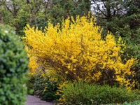 Forsythia Gelb Blumensamen zur Aussaat – leuchtend Frühling Blüten