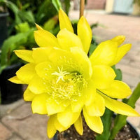 Gelb Nopalxochia Blumensamen zur Aussaat leuchtend Traditionssorte & ohne Gentechnik Samen Hausgarten