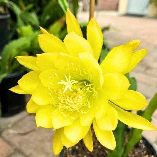 Gelb Nopalxochia Blumensamen zur Aussaat leuchtend Traditionssorte & ohne Gentechnik Samen Hausgarten