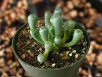Traditionssorte klein Toes Succulent Blumensamen zur Aussaat hochwertige Qualitäts- Traditionssorte & ohne Gentechnik Samen Hausgarten
