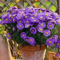 Heirloom (heirloom china) samen for anpflanzung in home garten