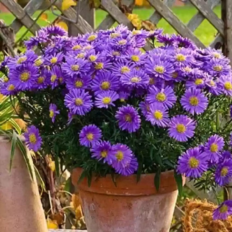 Heirloom (heirloom china) samen for anpflanzung in home garten