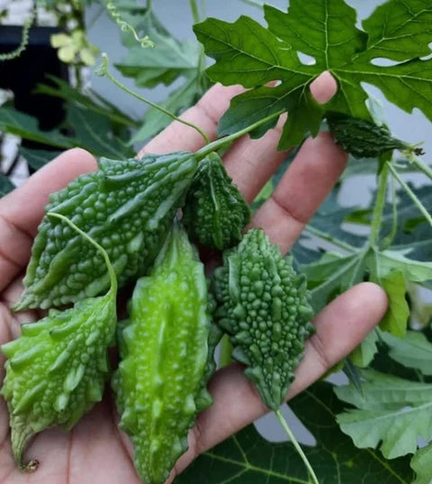 Bitter Gourd Gemüsesamen for Your Garden