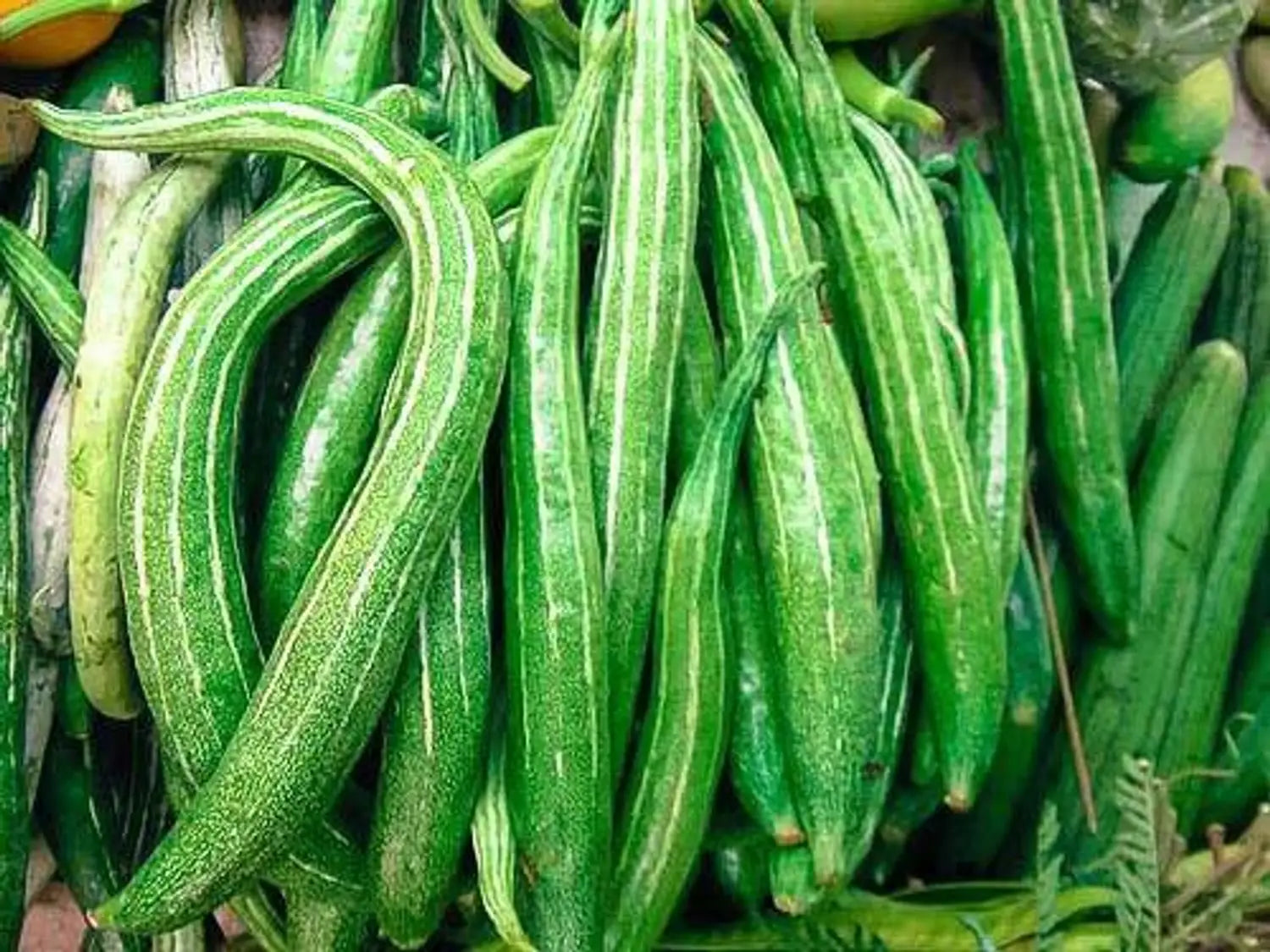Green Snake Gourd Gemüsesamen for Your Garden