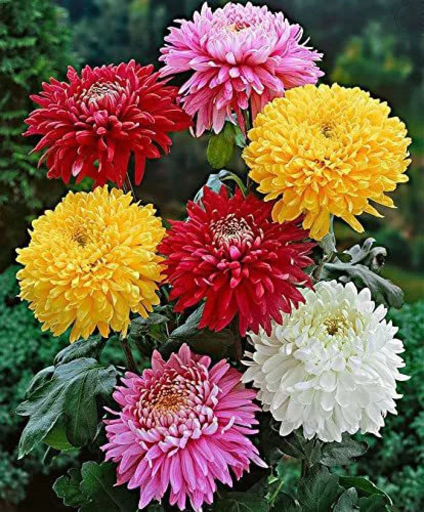 Chrysanthemum blume samen for vibrant fall anpflanzung
