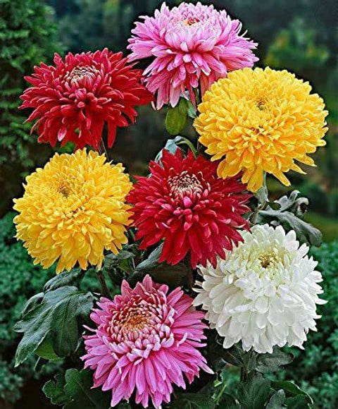 Chrysantheme Blumensamen zur Aussaat lang Blüte Saison Traditionssorte & ohne Gentechnik Samen Hausgarten