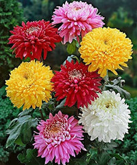 Chrysantheme Blumensamen zur Aussaat lang Blüte Saison Traditionssorte & ohne Gentechnik Samen Hausgarten