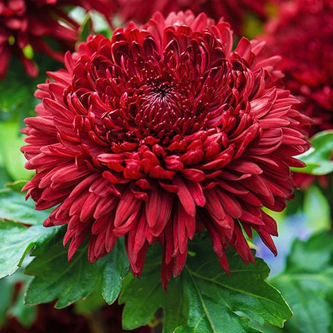 Chrysantheme Blumensamen zur Aussaat lang Blüte Saison Traditionssorte & ohne Gentechnik Samen Hausgarten