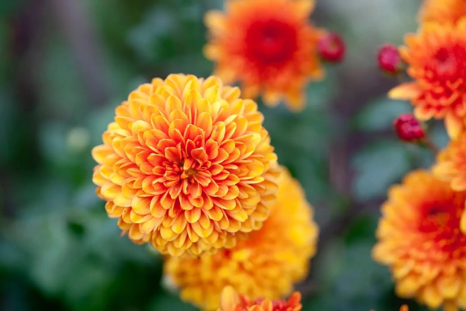 Orange Chrysantheme Blumensamen zur Aussaat – robust Sorte – Traditionssorte & ohne Gentechnik Samen Hausgarten