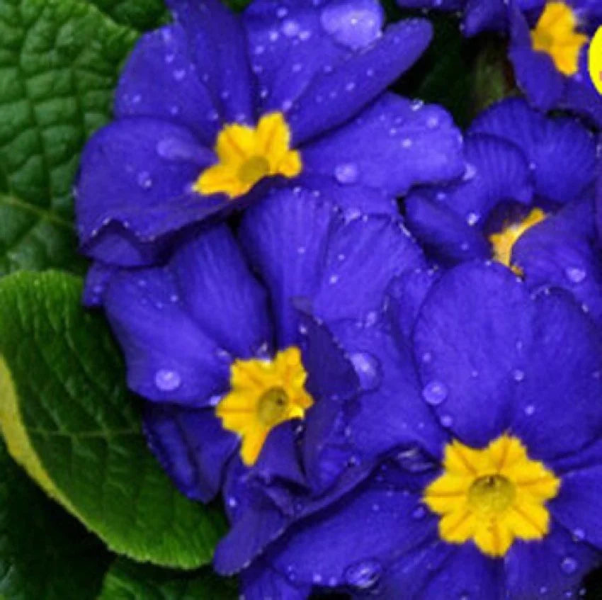 Primula malacoides blau gelb blume samen for anpflanzung - low maintenance, heirloom & gmo free samen for home garten
 
 sale samen for anpflanzung in home garten