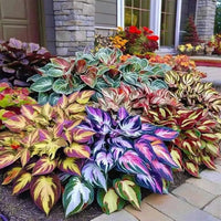 Hosta Lilie Blumensamen zur Aussaat – saisonal Dauerblüher – Traditionssorte & ohne Gentechnik Samen Hausgarten