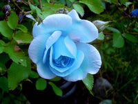 hell Blau Rose Blumensamen robust Sorte Traditionssorte & ohne Gentechnik Samen Hausgarten