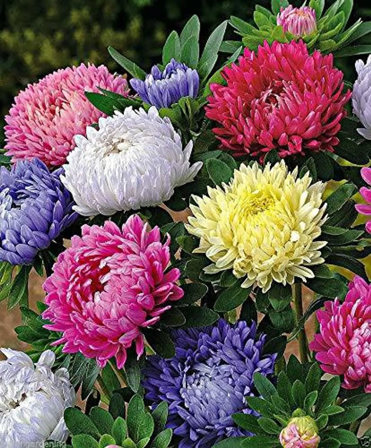 MultiColour China Aster Blumensamen zur Aussaat Landhaus Garten wichtig Traditionssorte & ohne Gentechnik Samen Hausgarten
