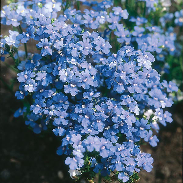 Blau Nemesia Strumosa Blumensamen zur Aussaat Schnitt Blume beliebt Traditionssorte & ohne Gentechnik Samen Hausgarten