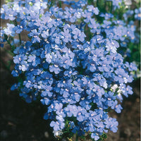 Blau Nemesia Strumosa Blumensamen zur Aussaat Schnitt Blume beliebt Traditionssorte & ohne Gentechnik Samen Hausgarten