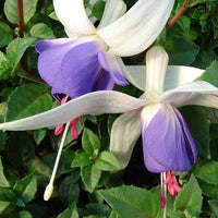 Lila Weiß Fuchsias Blumensamen zur Aussaat Drought verträglich Traditionssorte & ohne Gentechnik Samen Hausgarten
