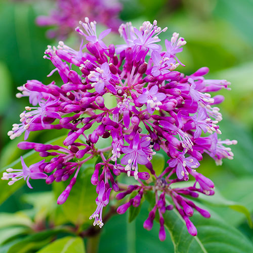 Lila Fuchsie Blumensamen zur Aussaat – saisonal Dauerblüher – Traditionssorte & ohne Gentechnik Samen Hausgarten