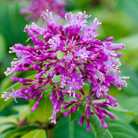 Lila Fuchsie Blumensamen zur Aussaat – saisonal Dauerblüher – Traditionssorte & ohne Gentechnik Samen Hausgarten