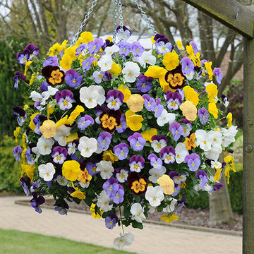 Stiefmütterchen Trailing Blumensamen zur Aussaat leuchtend Blüten Traditionssorte & ohne Gentechnik Samen Hausgarten