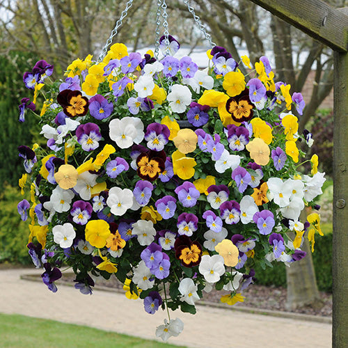 Stiefmütterchen Trailing Blumensamen zur Aussaat leuchtend Blüten Traditionssorte & ohne Gentechnik Samen Hausgarten