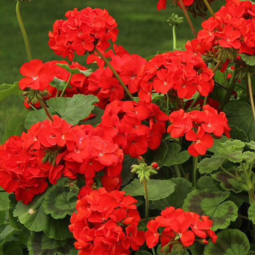 Rot Pelargonium Blumensamen zur Aussaat Halbschatten verträglich Traditionssorte & ohne Gentechnik Samen Hausgarten