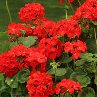 Rot Pelargonium Blumensamen zur Aussaat Halbschatten verträglich Traditionssorte & ohne Gentechnik Samen Hausgarten