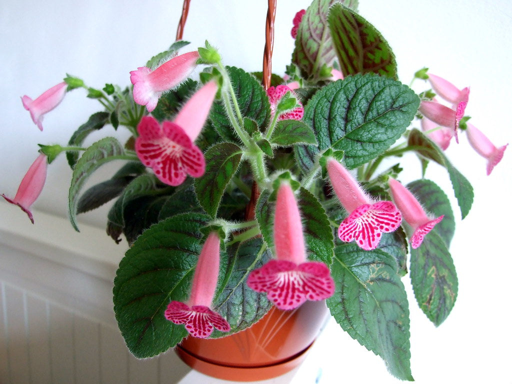 Rosa Kohleria Samen zur Aussaat – leuchtend Blume Kollektion