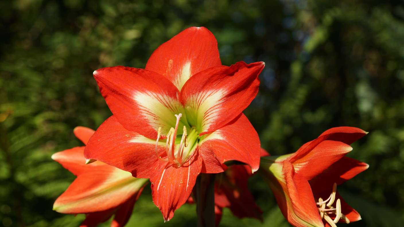 Gemischt Ritterstern Blumensamen zur Aussaat leuchtend Blüten Traditionssorte & ohne Gentechnik Samen Hausgarten