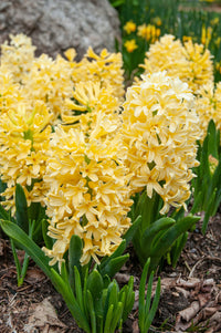 Hyacinth Blumensamen zur Aussaat – Halbschatten verträglich – Traditionssorte & ohne Gentechnik Samen Hausgarten