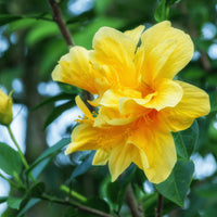 hell Gelb Hibiskus Blumensamen zur Aussaat Drought verträglich Traditionssorte & ohne Gentechnik Samen Hausgarten