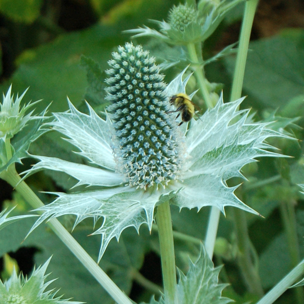 Weiß Eryginum Blumensamen Aussaat