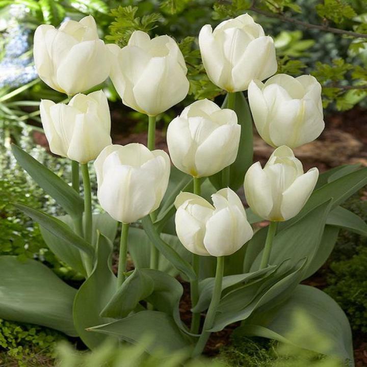 Tulpe Blume Weiß Kollektion Samen zur Aussaat ideal elegant und Serene Garten Blüten