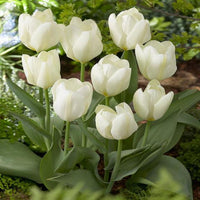 Tulpe Blume Weiß Kollektion Samen zur Aussaat ideal elegant und Serene Garten Blüten