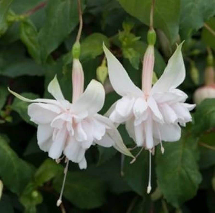 Weiß Fuchsie Hybrida Blumensamen zur Aussaat – Schnitt Blume beliebt Traditionssorte & ohne Gentechnik Samen Hausgarten