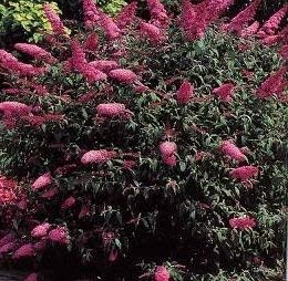 Maroon buddleia blume samen for anpflanzung - compact growth, heirloom & gmo free samen for home garten
 
 sale for anpflanzung in home garten