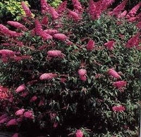 Maroon buddleia blume samen for anpflanzung - compact growth, heirloom & gmo free samen for home garten
 
 sale for anpflanzung in home garten