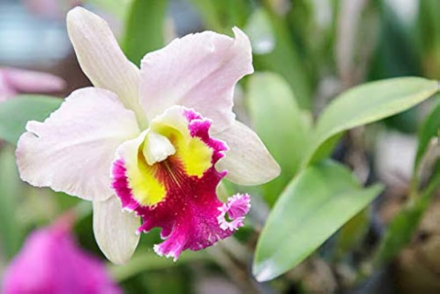 Weiß Cattleya Blumensamen zur Aussaat – duftend Blüten – Traditionssorte & ohne Gentechnik Samen Hausgarten