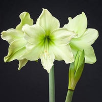 Pale grün amaryllis blume samen for anpflanzung pollinator friendly heirloom & gmo free samen for home garten 
 
 sale for anpflanzung in home garten