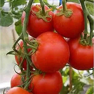 Sub Arctic Plenty Tomate Samen for Early, Productive Tomatees