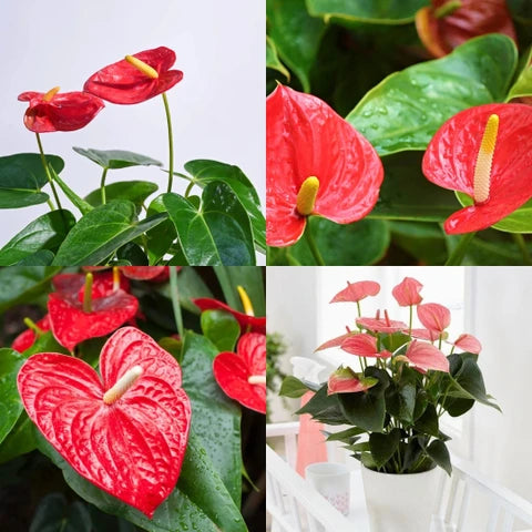 Rot Flamingoblume Andraeanu Blumensamen sonnenliebend Traditionssorte & ohne Gentechnik Samen Hausgarten