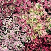 Heirloom sweet alyssum blume samen for anpflanzung garten favorite heirloom & gmo free samen for home garten 
 
 sale for anpflanzung in home garten