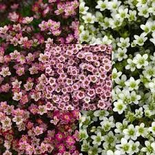 Heirloom saxifraga mossy blume samen for anpflanzung low maintenance heirloom & gmo free samen for home garten 
 
 sale for anpflanzung in home garten