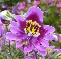 Lila schizanthus blume samen for anpflanzung - drought tolerant, heirloom & gmo free samen for home garten
 
 sale for anpflanzung in home garten.
